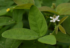 Desmodium scorpiurus