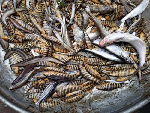 Bengal loach (Botia dario) — Cobitidae — 3