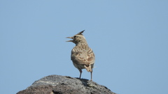 Galerida cristata