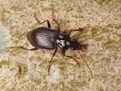 Limodromus assimilis