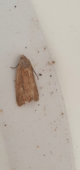 Photedes minima