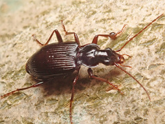 Limodromus assimilis