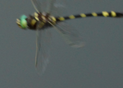 Macromia pacifica