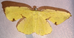 Corymica