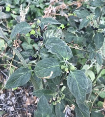 Solanum nigrum