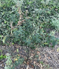 Solanum nigrum