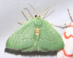 Chlorissa anadema