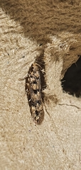 Bryotropha domestica
