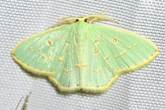 Comostola subtiliaria