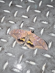 Eudocima phalonia