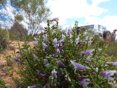 Prostanthera serpyllifolia microphylla