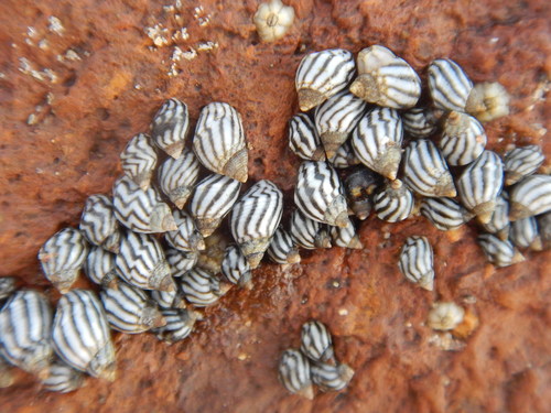Zebra Periwinkle
