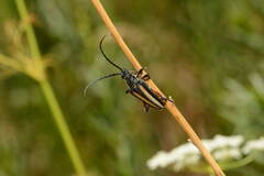 Stenocorus validicornis