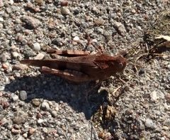 Oedipoda caerulescens