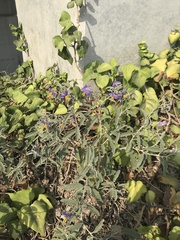 Solanum elaeagnifolium
