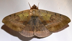 Hypopyra vespertilio