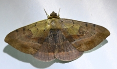 Hypopyra vespertilio