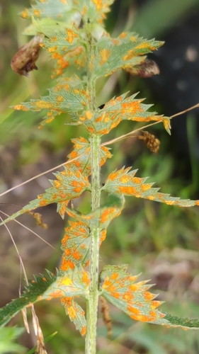 Coleosporium euphrasiae