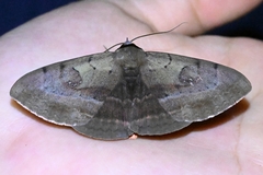 Hypopyra vespertilio