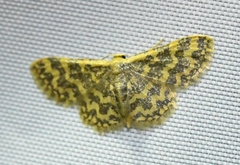 Idaea auricruda