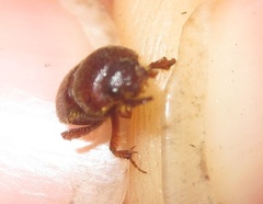 Ochodaeus