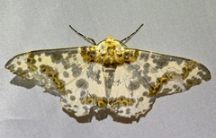 Biston panterinaria