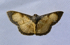 Hydatocapnia