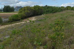Crotalaria mitchellii