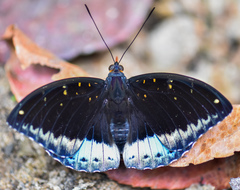 Lexias pardalis dirteana