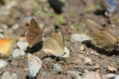 Polyommatus ripartii