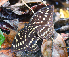 Lexias pardalis dirteana