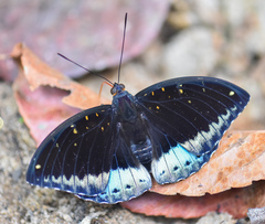 Lexias pardalis dirteana