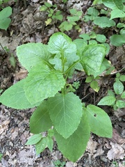 Salvia glutinosa