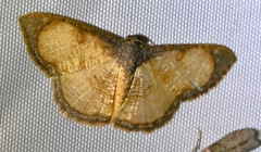 Hydatocapnia