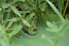 Pelophylax plancyi