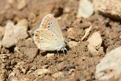 Polyommatus phyllides