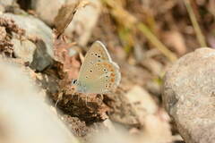 Polyommatus phyllides