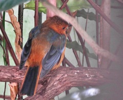 Cossypha natalensis natalensis