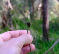 Mesomelaena pseudostygia