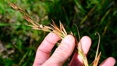 Schoenus grandiflorus