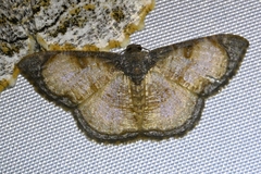Hydatocapnia