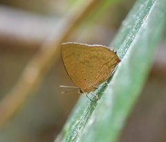 Arhopala khamti