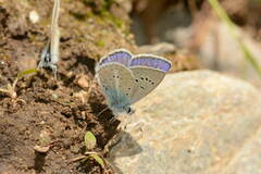 Polyommatus actinides