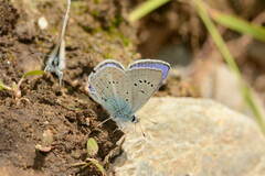 Polyommatus actinides