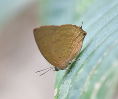 Arhopala khamti
