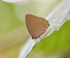 Arhopala khamti