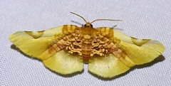 Pyrinioides