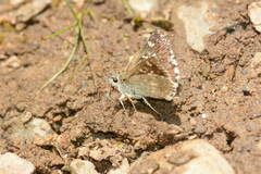 Muschampia lutulenta