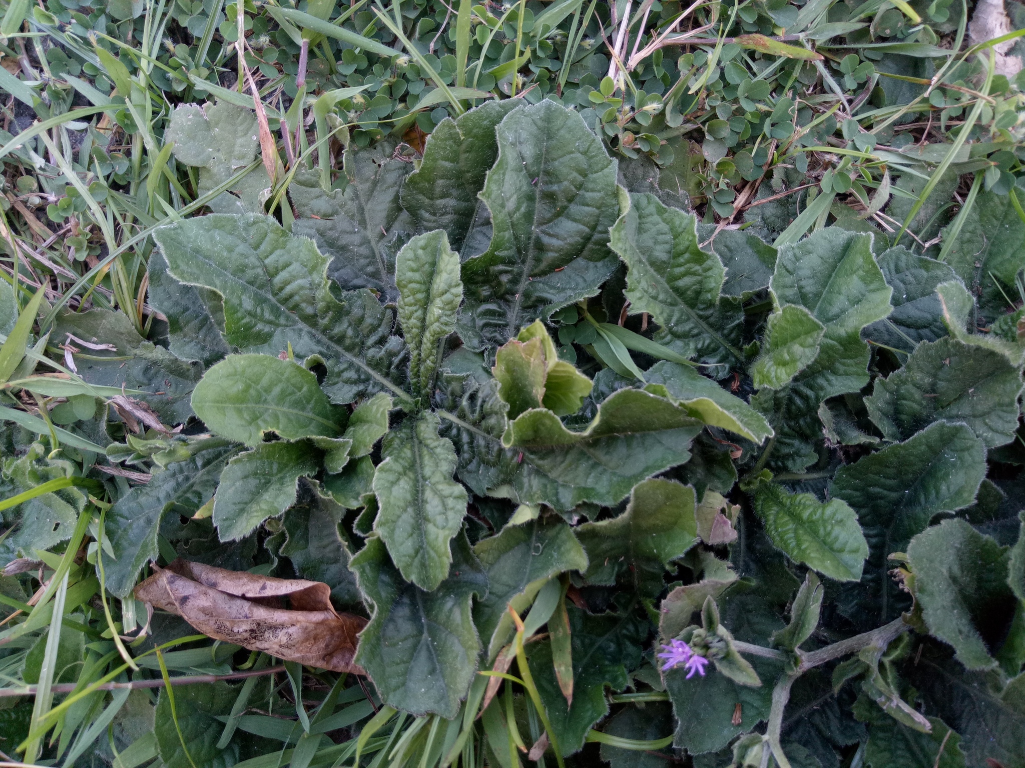 Elephantopus scaber L.