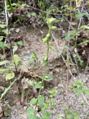 Campanula bononiensis